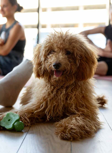 Щенячья терапия