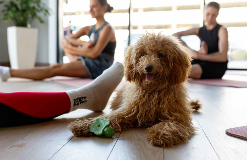 Щенячья терапия