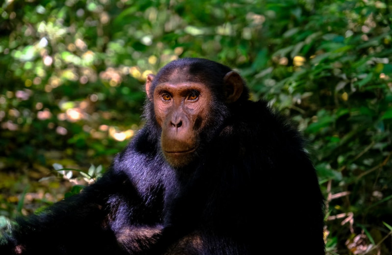 Шимпанзе и люди одинаково понимают иерархию