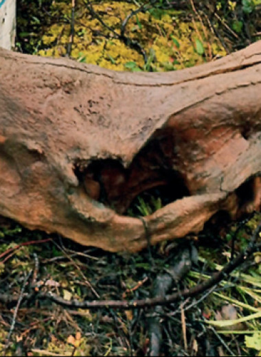 Самый старый шерстистый носорог с самым длинным рогом