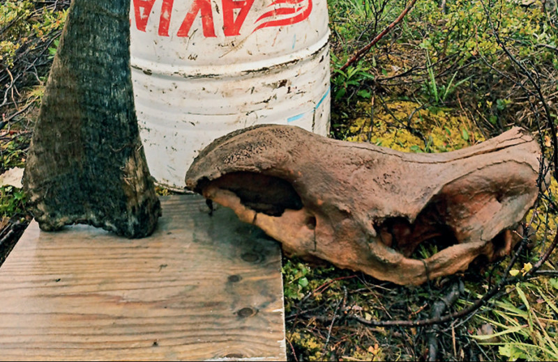 Самый старый шерстистый носорог с самым длинным рогом