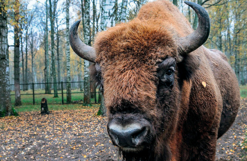 Заповедные новости