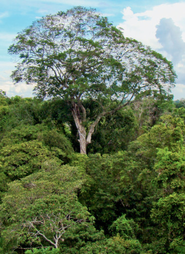 Бразильский орех