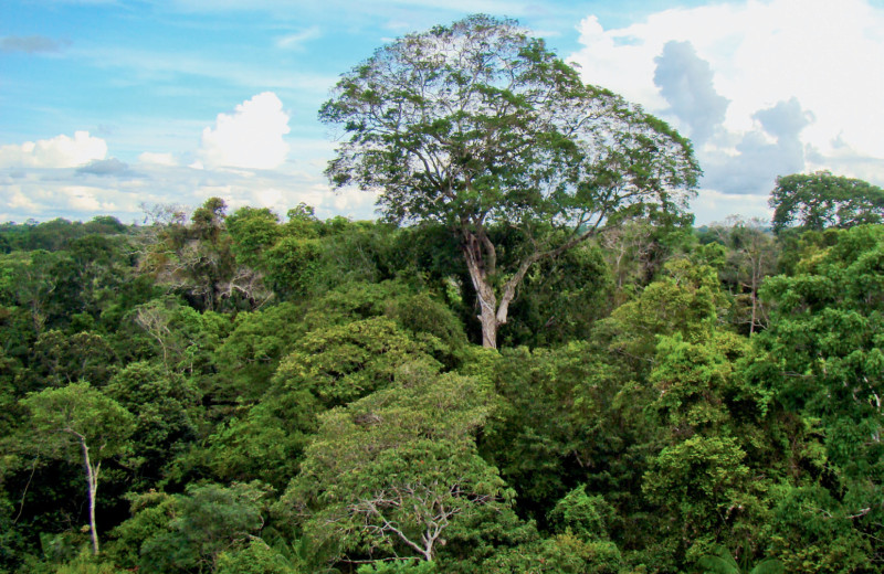 Бразильский орех