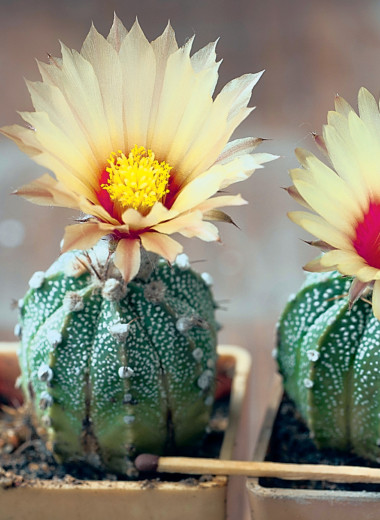 Учимся понимать наши растения