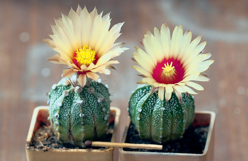 Учимся понимать наши растения