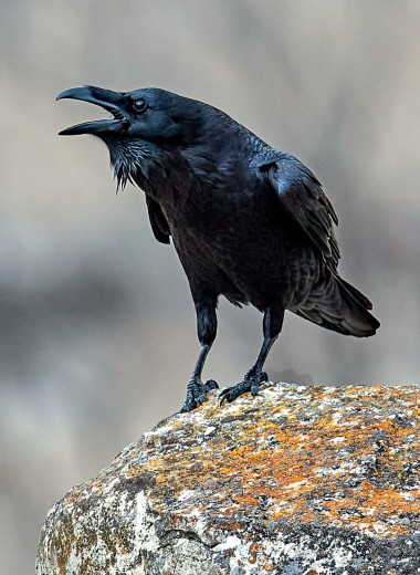 «Дикий» город