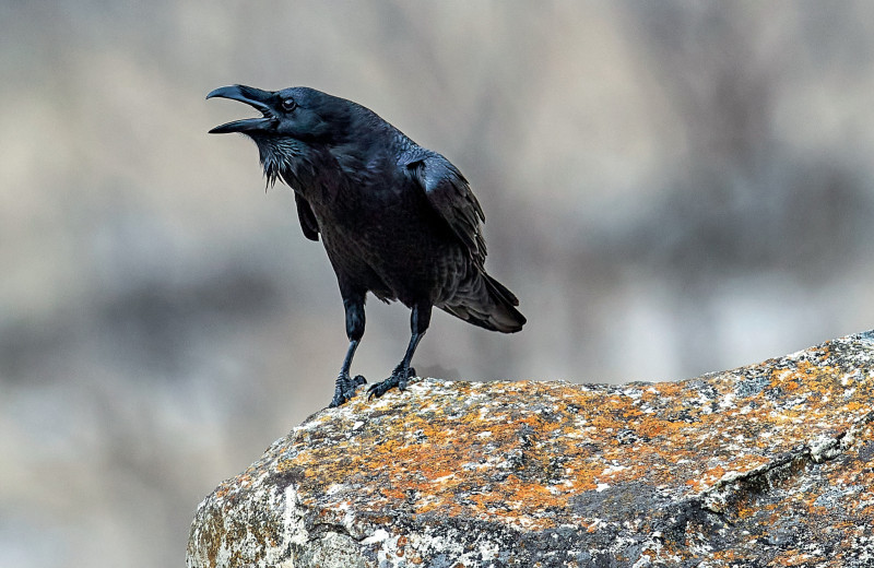 «Дикий» город