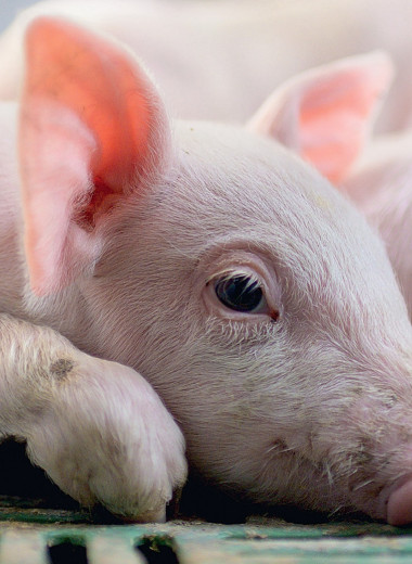 В режиме планового роста