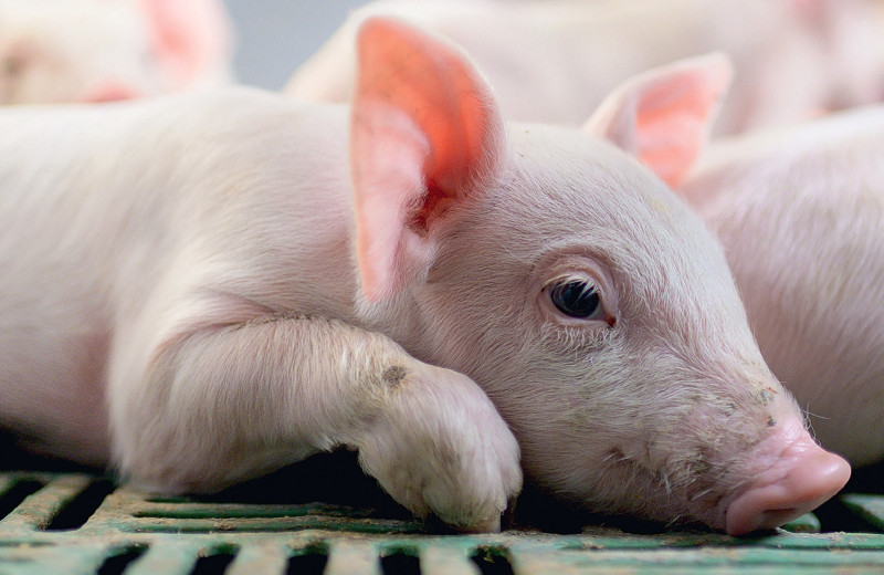 В режиме планового роста