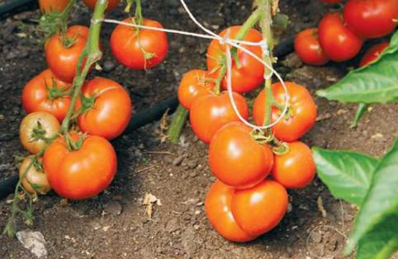 Безрассадные томаты
