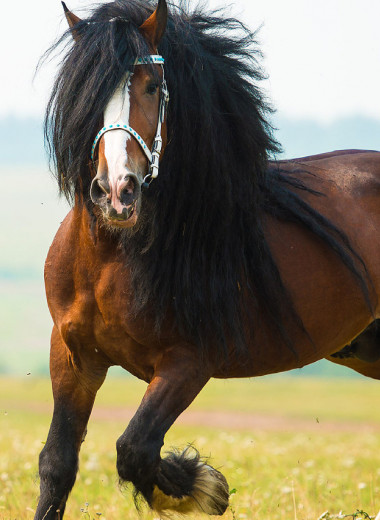 Богатырский конь