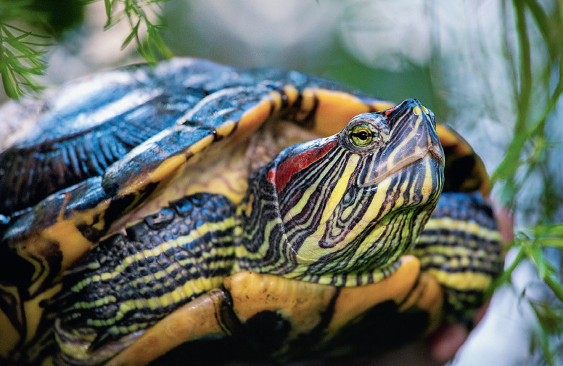 Как домашние черепахи захватили мир