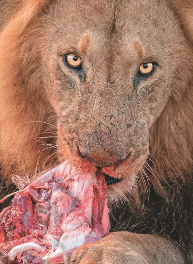 Диета карнивор: за и против