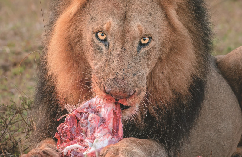 Диета карнивор: за и против