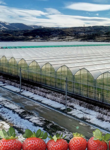 Свежая ягода — круглый год