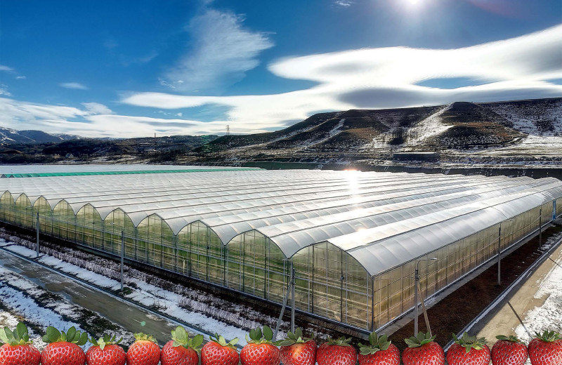 Свежая ягода — круглый год