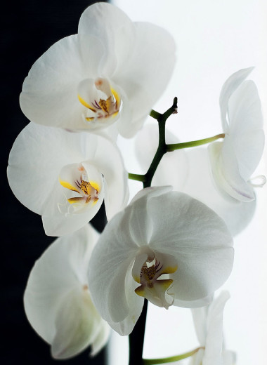 От синтеза клетки до зрелого цветка