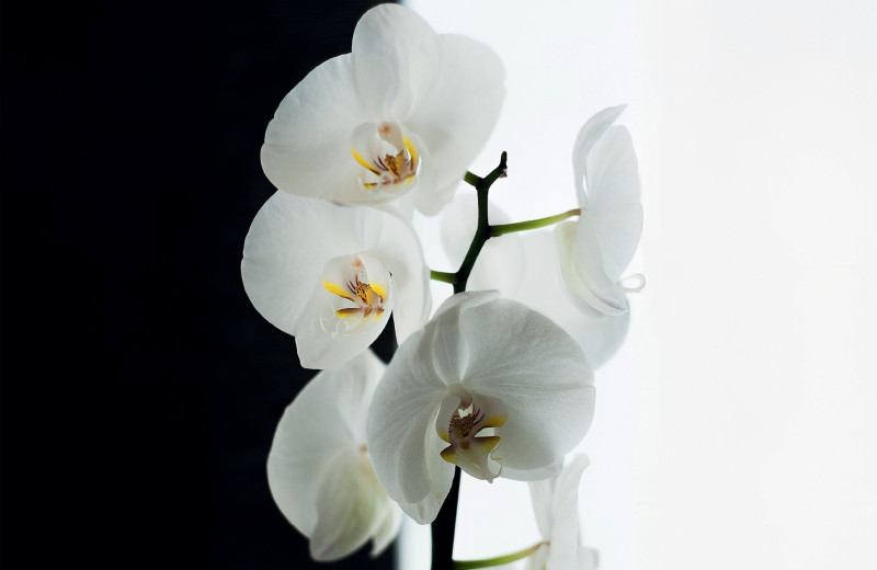 От синтеза клетки до зрелого цветка