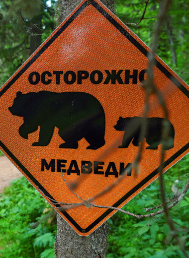 Медвежье «регуляторство»