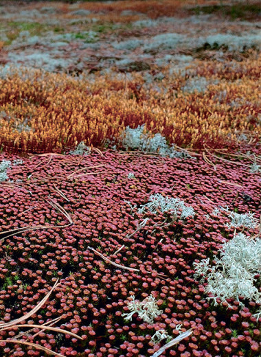 Живые «динозавры» у нас под ногами