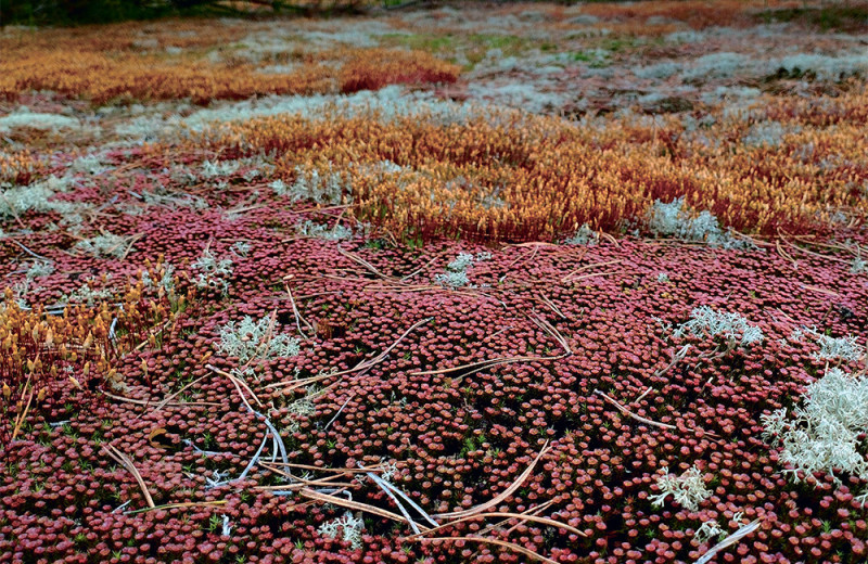 Живые «динозавры» у нас под ногами