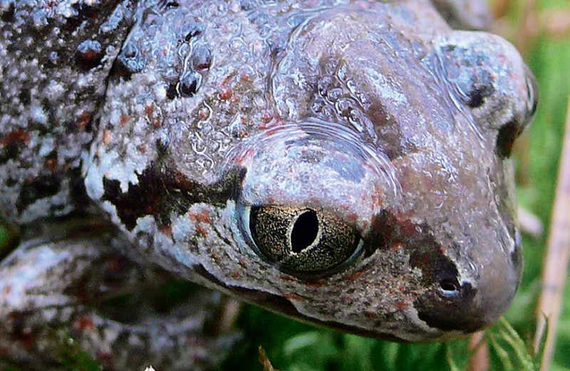 Живая акустика