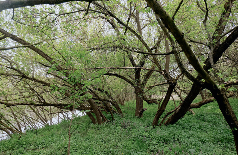 Негодный клён