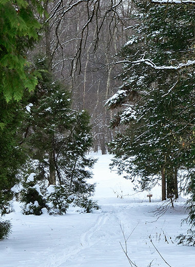 Ботанические прогулки зимой