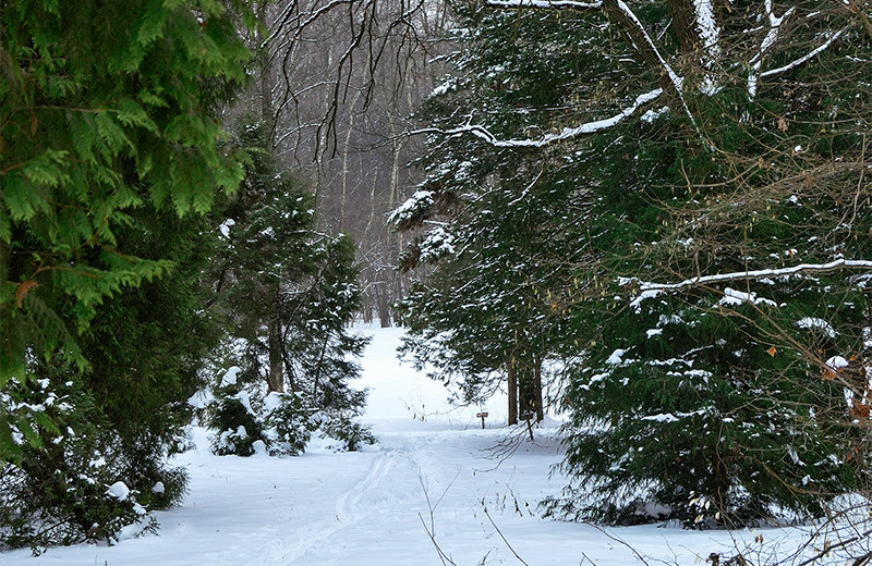 Ботанические прогулки зимой