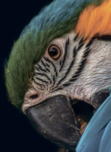 Мифы и научные данные о животных-долгожителях