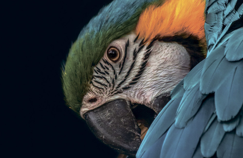 Мифы и научные данные о животных-долгожителях