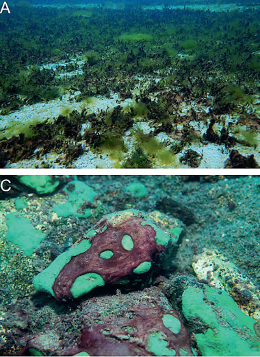 Вести из экспедиций