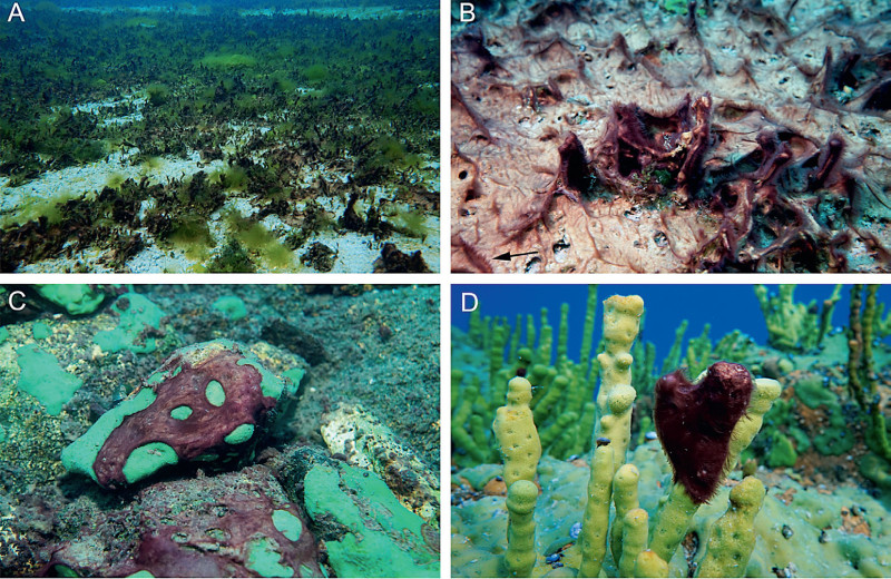 Вести из экспедиций