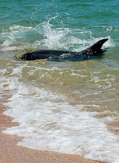 «Стратеги» и «тактики»