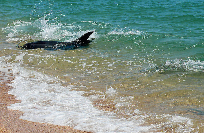 «Стратеги» и «тактики»