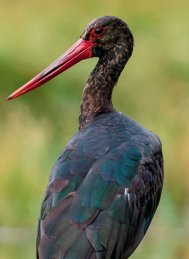 Белый аист, чёрный аист