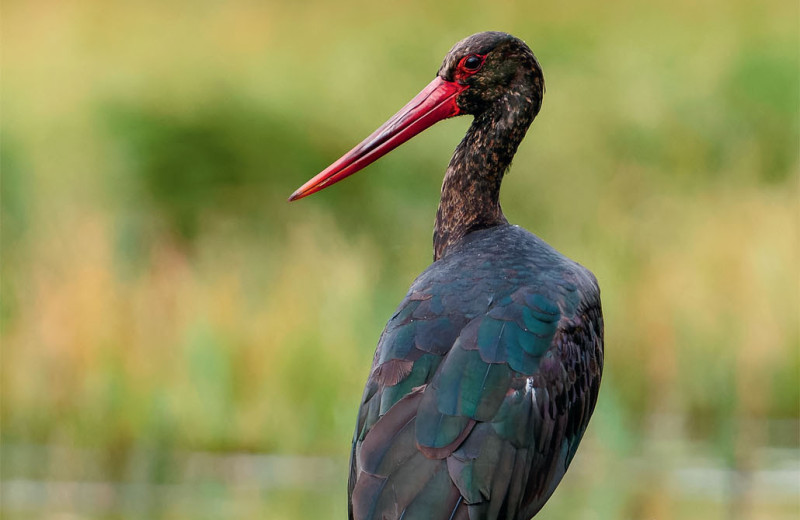 Белый аист, чёрный аист