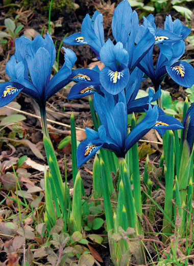 Сетчатые ирисы