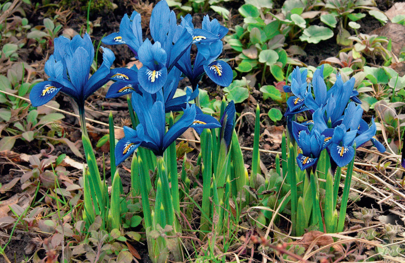 Сетчатые ирисы