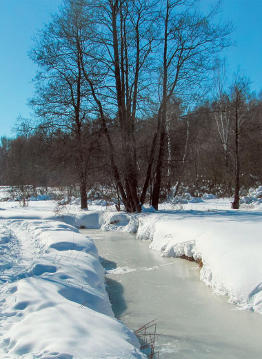 Ботанические прогулки зимой