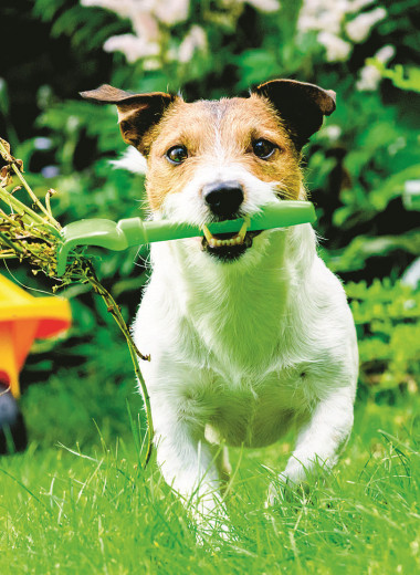 Как отучить собаку копать ямы на огороде. 5 простых советов