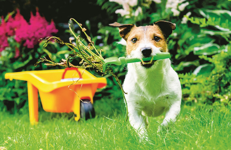 Как отучить собаку копать ямы на огороде. 5 простых советов