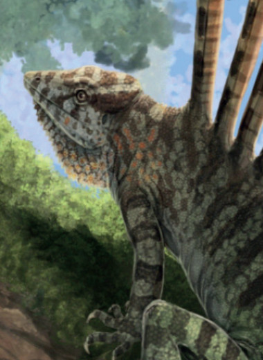 Как животные покоряли воздух?