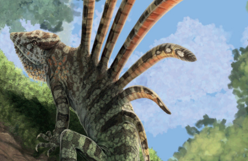 Как животные покоряли воздух?