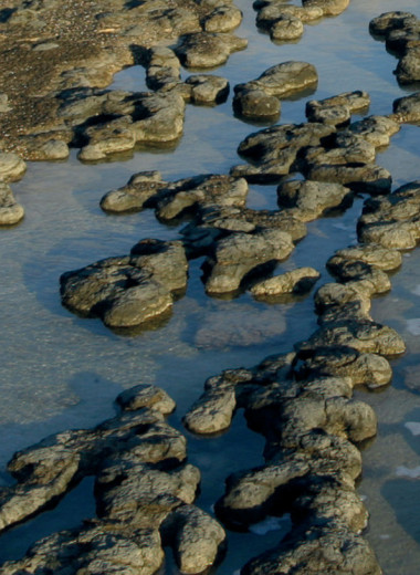 Следы в камне и на дне: строматолиты прошлого и современности