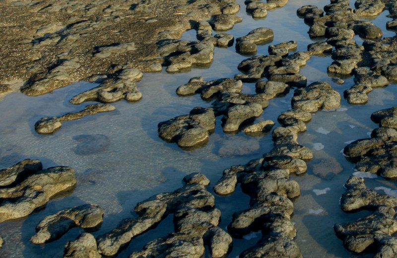 Следы в камне и на дне: строматолиты прошлого и современности