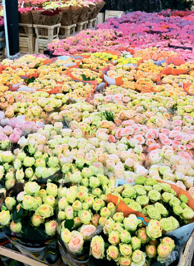 Цветы приучаются расти в онлайне