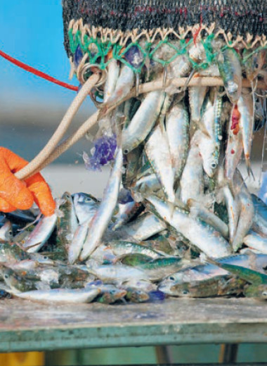 Экспорт рыбы становится дороже