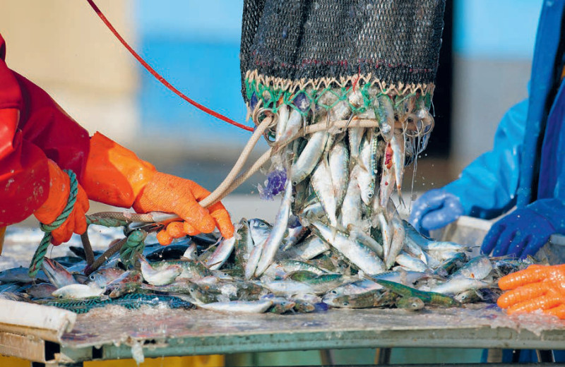 Экспорт рыбы становится дороже